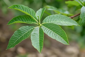 Green Leaf Close-Up