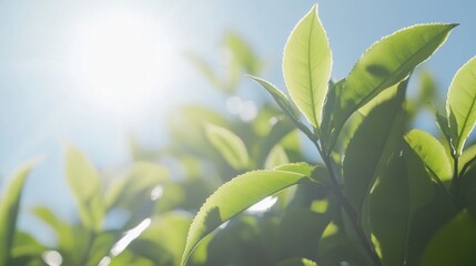 Sunlit Green Tea Leaves Bask In Bright Sunlight