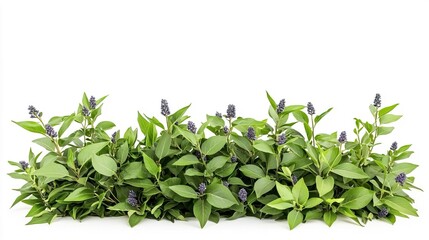 Obraz premium Lush Greenery with Purple Flowers and White Background for Design