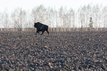 A bison bonasus runs away across a freshly plowed field © alexeyborodin