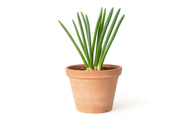 Fototapeta premium Fresh Green Onion Plant in Clay Pot on White Background