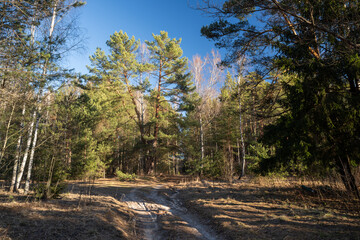 A sandy road in the forest and a forked pine tree