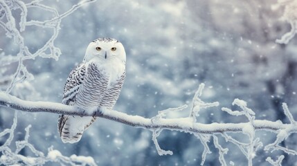 Majestic Snowy Owl Perched on Frost-Covered Branch Against Snowy Forest Backdrop: Showcasing Elegance and Winter Habitat of Snowy Owls with Detailed View
