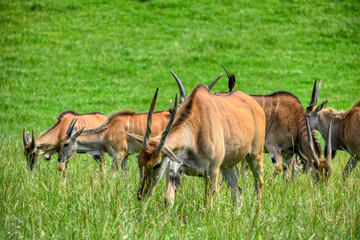 Antilopes en la hierba