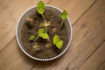 Young pumpkin sprouts in a pot
