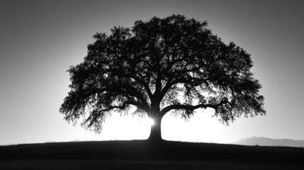 Majestic oak tree silhouette at sunrise, peaceful field background, nature photography