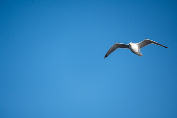 A white seagull flies high in the sky above a blue sky