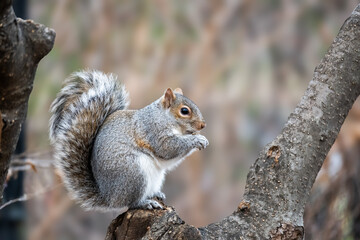 A gray squirrel is sitting on a tree branch