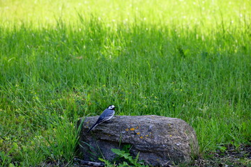 A view of a small, colorful bird sitting on a big boulder,stone, or rock and looking for prey seen next to a lush and vast field, meadow, or pastureland spotted during a hike in Poland in summer