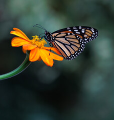 Exquisite orange, black and white monarch feeding on the bright Mexican sunflower, Tithonia Rotundifolia, a bright sunny, happy flower, perfect for the garden. Easy to grow and a butterfly magnet.