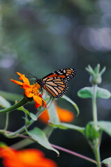 Exquisite orange, black and white monarch feeding on the bright Mexican sunflower, Tithonia Rotundifolia, a bright sunny, happy flower, perfect for the garden. Easy to grow and a butterfly magnet.