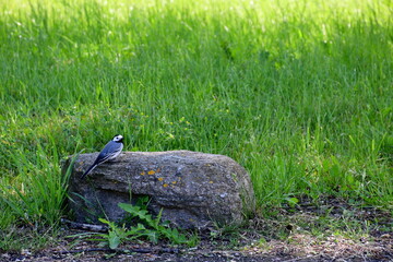 A view of a small, colorful bird sitting on a big boulder,stone, or rock and looking for prey seen next to a lush and vast field, meadow, or pastureland spotted during a hike in Poland in summer