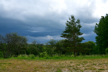 Obraz premium A view of a small forest or moor located next to a dirt path surrounded with flowers, herbs, and shrubs spotted on a cloudy summer day, right before a strong rainfall and thunderstorm in Poland