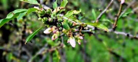 Young almond buds and blossoms on a tree branch with green leaves in spring