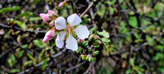 A delicate almond blossom with pink buds and green leaves on a blurred background