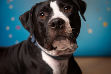 Pies rasy Amstaff sesja urodzinowa