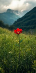 Stunning Red Flower in a Mountain Meadow