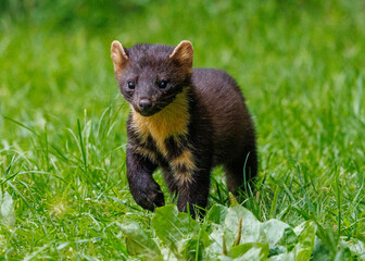 Young Pinemarten