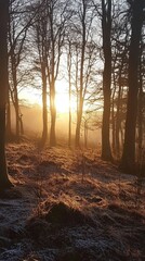 Winter Sunrise in the Forest, Golden Light