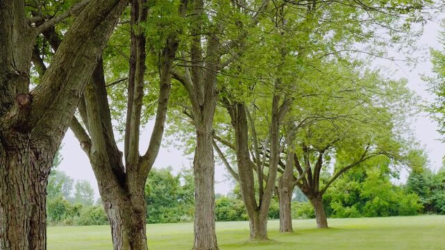 row of trees in the park