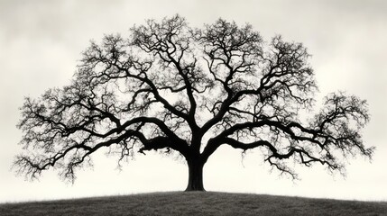 Majestic Oak Tree Silhouette, Hilltop, Cloudy Sky, Nature Photography