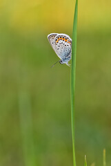 wildlife photos. photos of butterflies in natural areas.