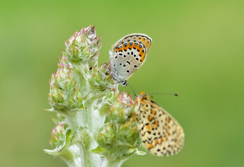 wildlife photos. photos of butterflies in natural areas.