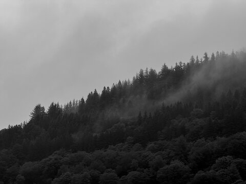 Black and white forest with clouds moving through it