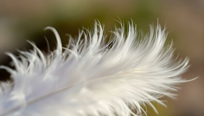 Obraz premium Macro shot of a feather in motion