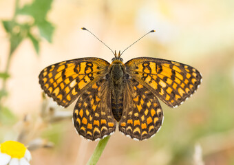 wildlife photos. photos of butterflies in natural areas.