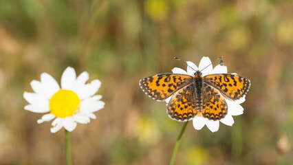 wildlife photos. photos of butterflies in natural areas.