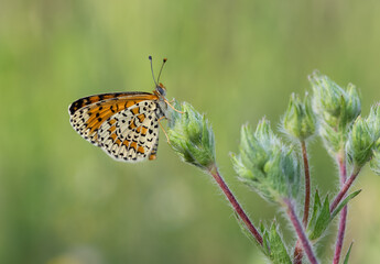 wildlife photos. photos of butterflies in natural areas.