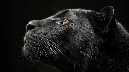A black panther with a yellow eye staring at the camera