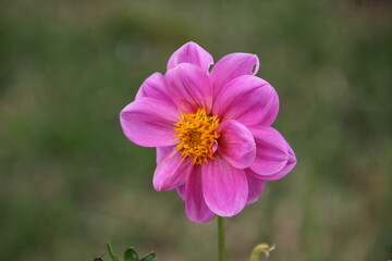 Obraz premium planta flor dália - Dhalia
