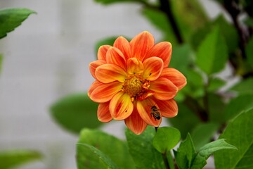 planta flor dália - Dhalia