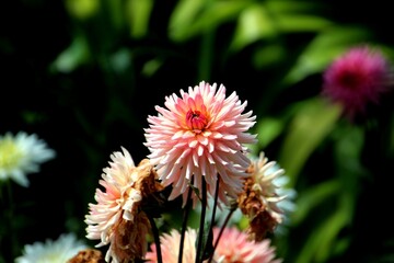 planta flor dália - Dhalia