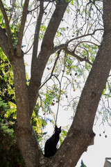 A charming black cat perched on a tree branch