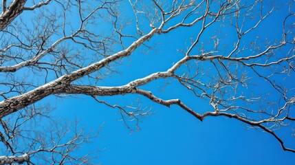 Leafless branches against a clear blue sky. Winter nature background