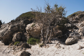 Withered small cypress trees in sandy terrain with single rocks