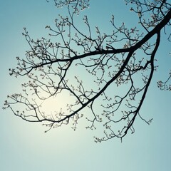 Obraz premium Spring Branches Against a Pale Blue Sky
