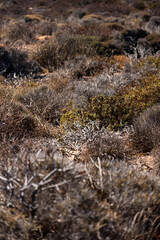 Landscape with shrubby Mediterranean vegetation in a type of macchia