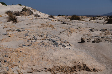 Individual pioneer plants on a sandy site located on the Mediterranean coast