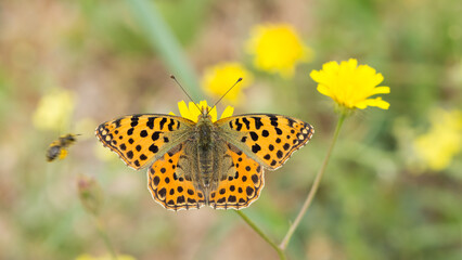 photos of butterflies feeding on flowers