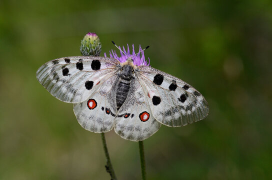 Apollofalter (Parnassius apollo)