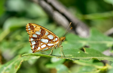 photos of butterflies feeding on flowers