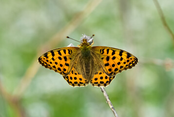 photos of butterflies feeding on flowers