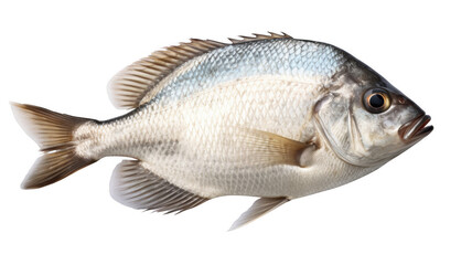 Obraz premium Sea bream fish, isolated on transparent background.