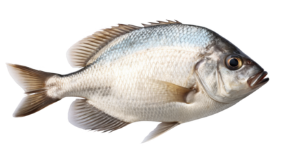 Sea bream fish, isolated on transparent background.