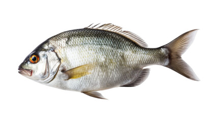 Obraz premium Sea bream fish, isolated on transparent background.