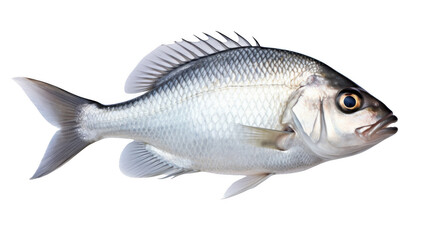 Obraz premium Sea bream fish, isolated on transparent background.